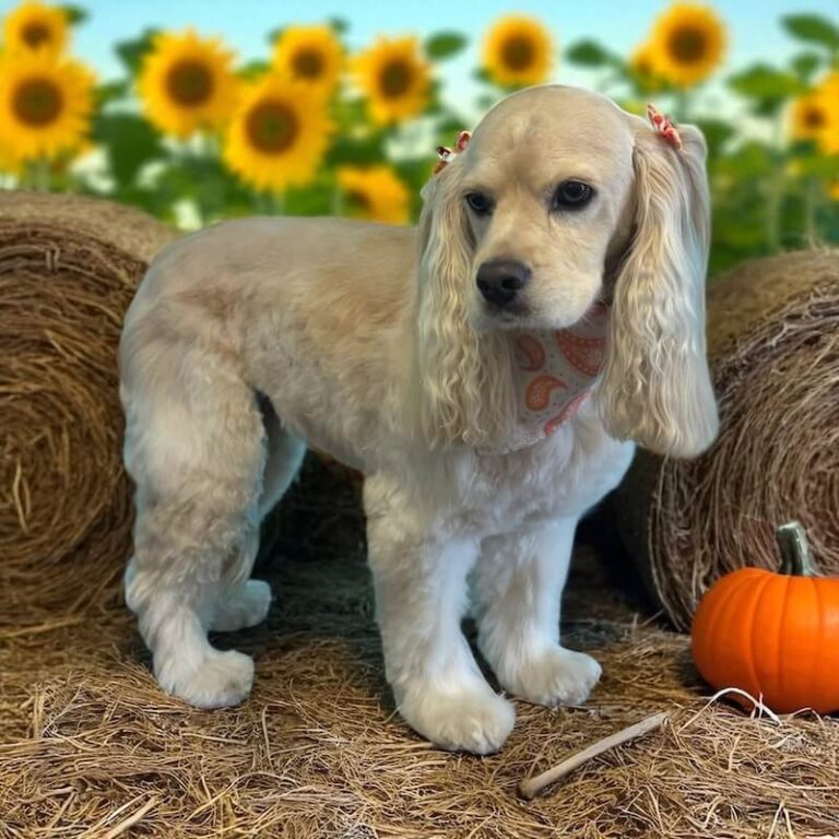 well-groomed dog standing on haystacks in autumn setting