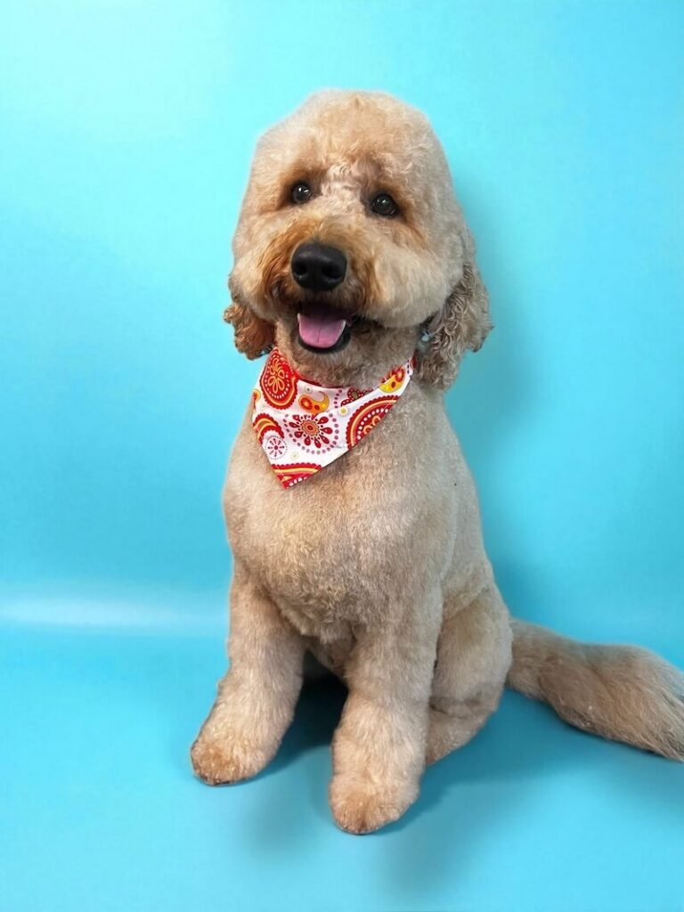 well-groomed dog wearing a bandana in front of blue background