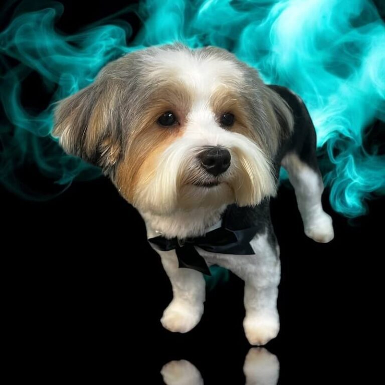 well-groomed dog in front of black and turquoise ethereal background