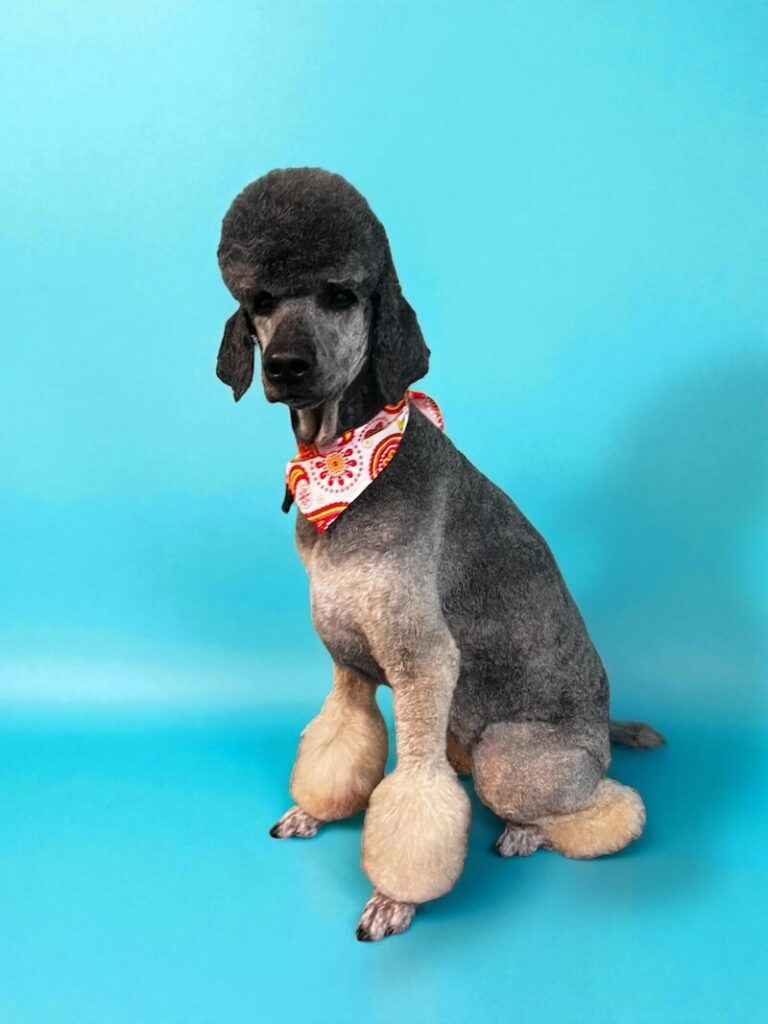 well-groomed dog wearing a red and white bandana in front of blue background
