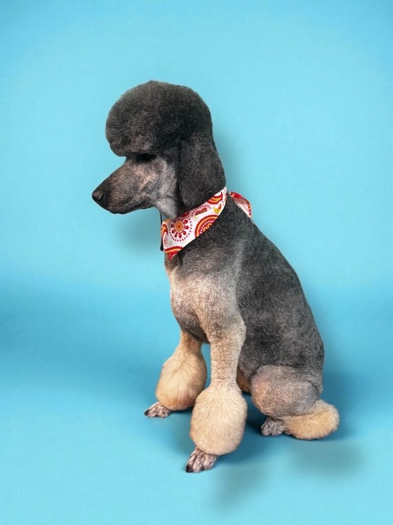 well-groomed dog wearing a red and white bandana in front of blue background