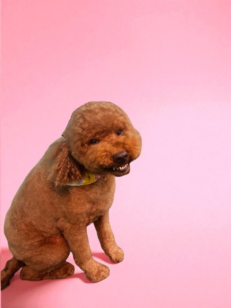 well-groomed dog in front of pink background
