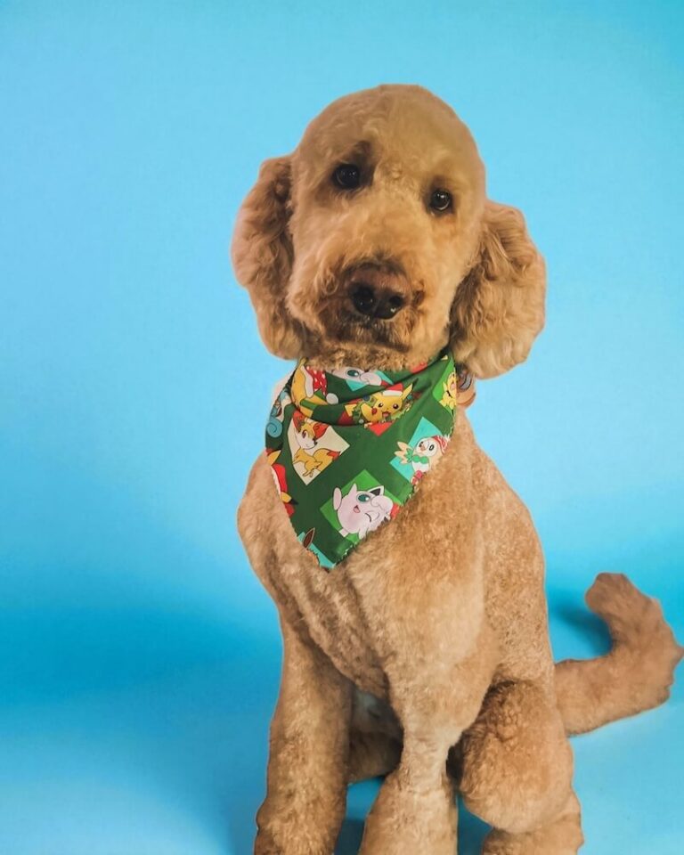 well-groomed dog wearing green bandana in front of blue background