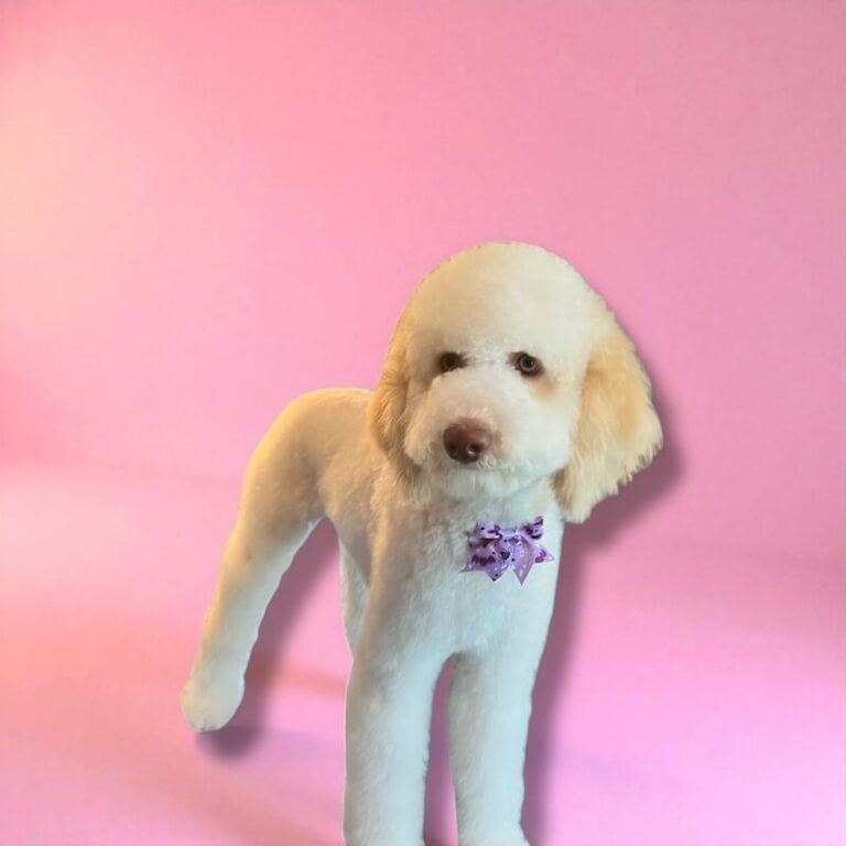 well-groomed dog wearing purple bow in front of pink background