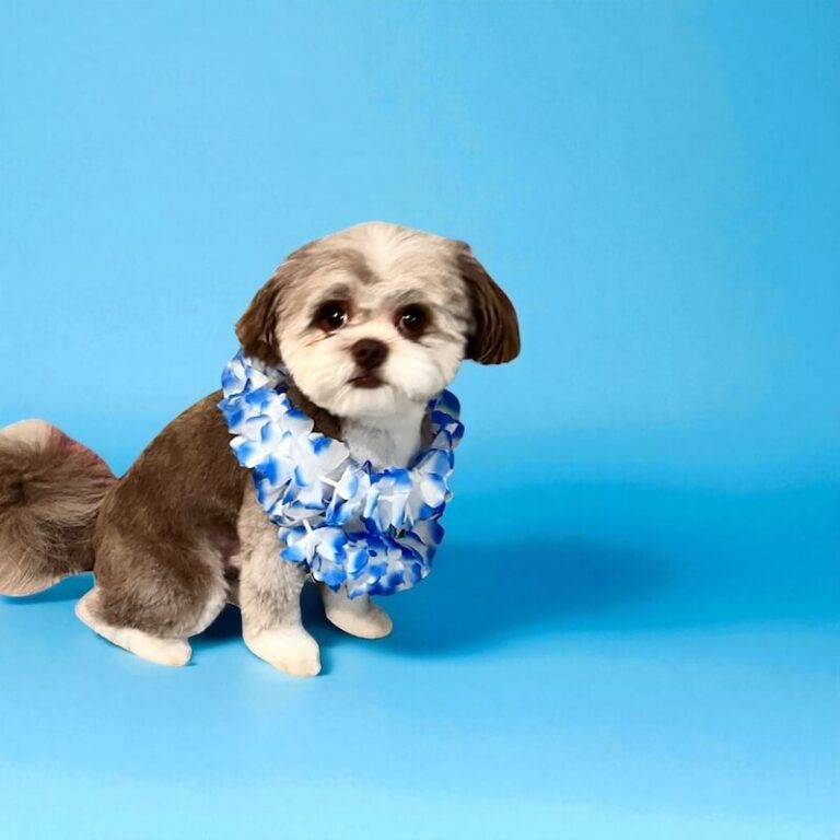 well-groomed dog wearing blue leis in front of blue background