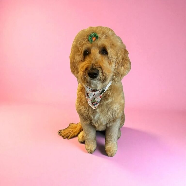 well-groomed dog in front of pink background