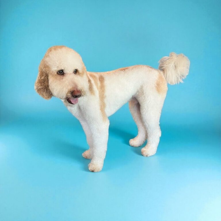 well-groomed dog in front of blue background