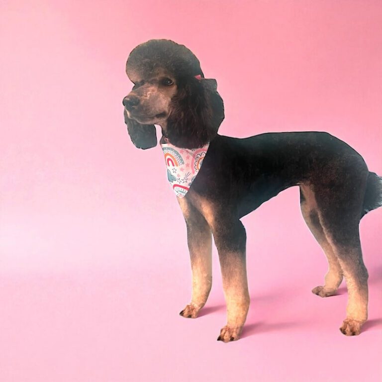 well-groomed dog in front of pink background