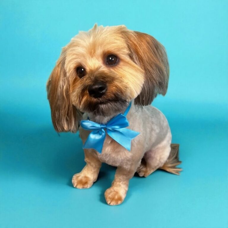 well-groomed dog wearing blue bow in front of blue background