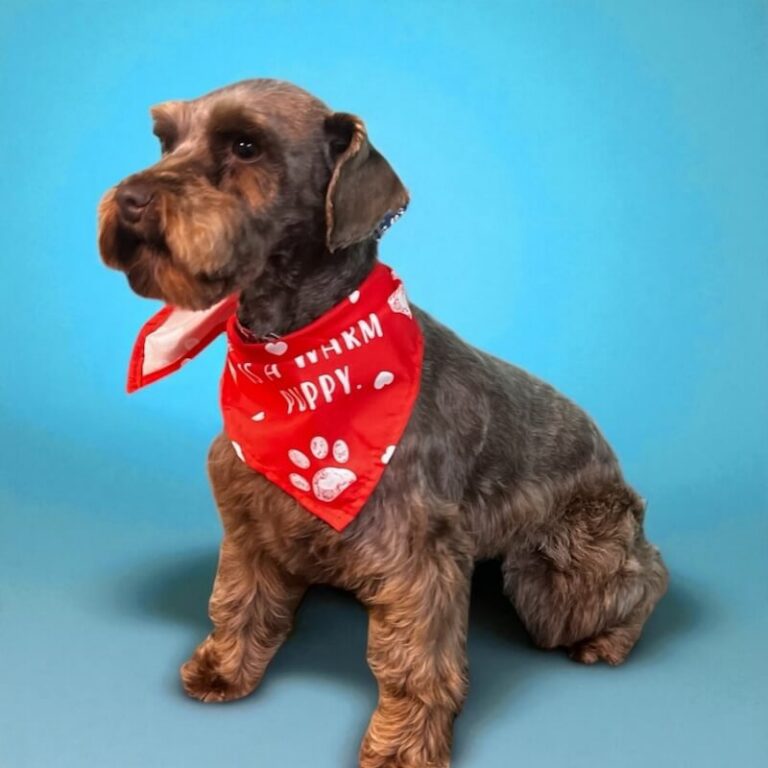well-groomed dog wearing red bandana in front of blue background