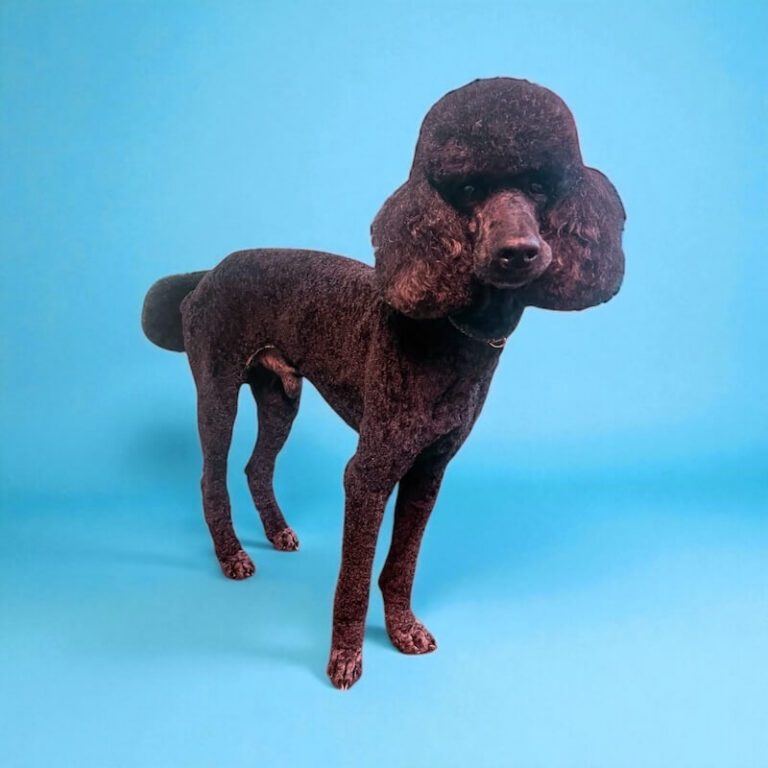 well-groomed dog in front of blue background