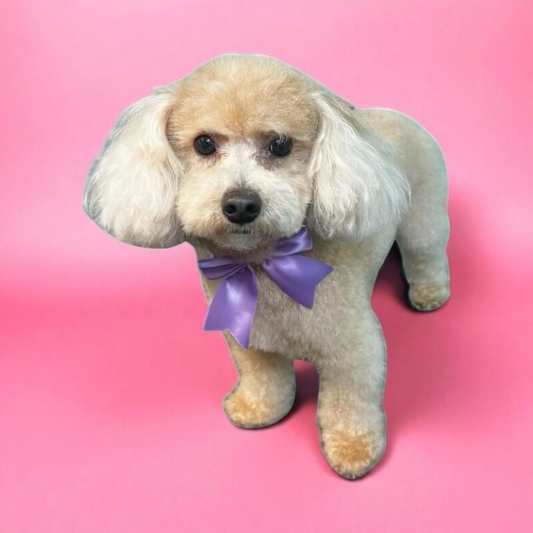 well-groomed dog wearing purple bow in front of pink background