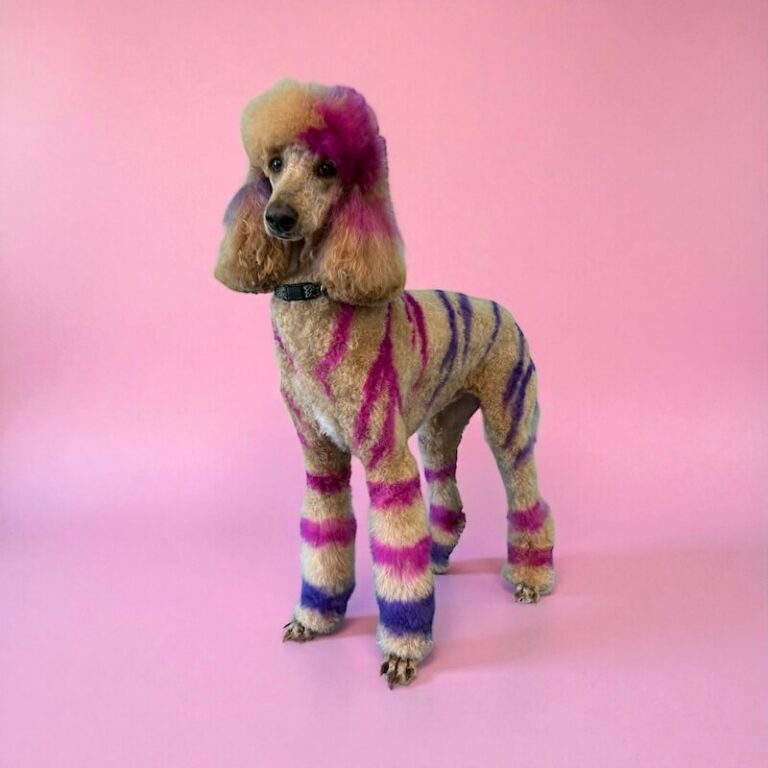 well-groomed dog painted with temporary dye in front of pink background