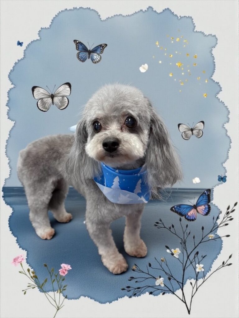 well-groomed dog surrounded by a butterfly and floral design
