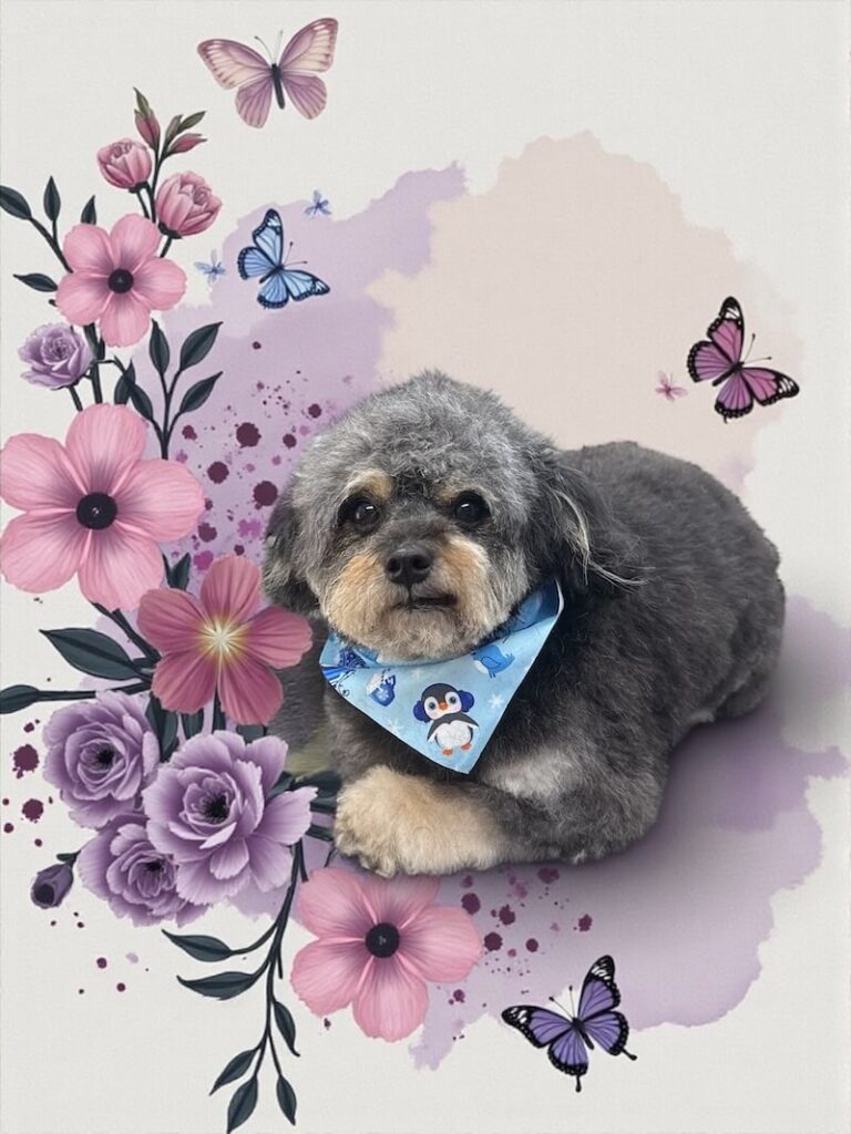 well-groomed dog surrounded by a purple and blue watercolor design with florals