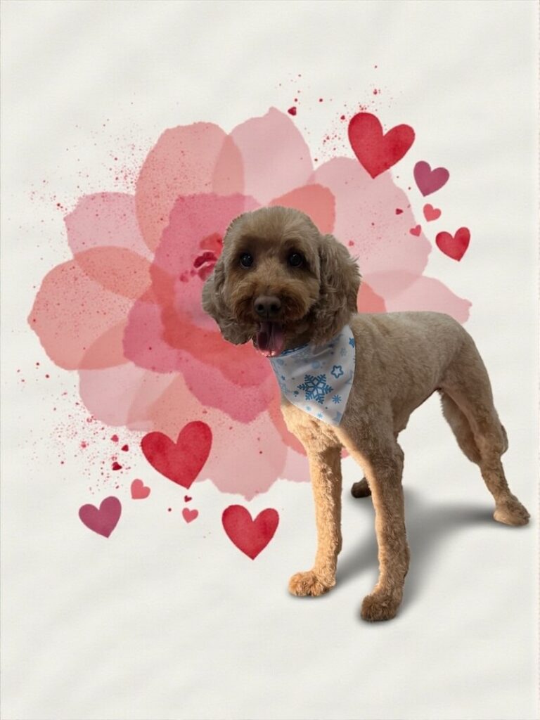 well-groomed dog surrounded by a pink watercolor design with hearts
