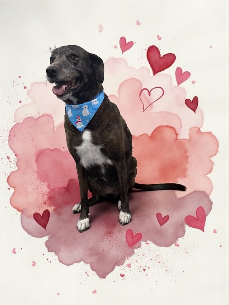 well-groomed dog surrounded by a pink watercolor design with hearts