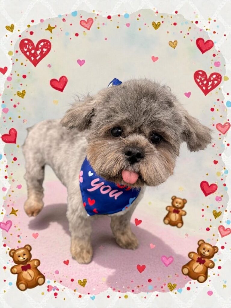 well-groomed dog surrounded by various teddy bears and a watercolor design with hearts