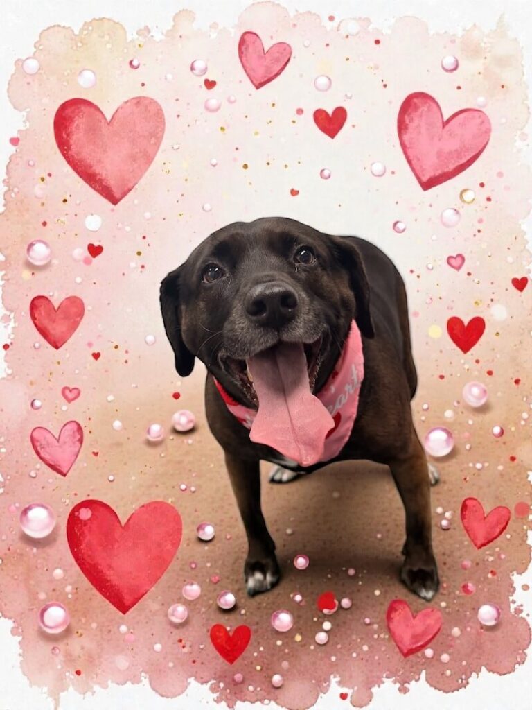 well-groomed dog surrounded by a pink watercolor design with hearts