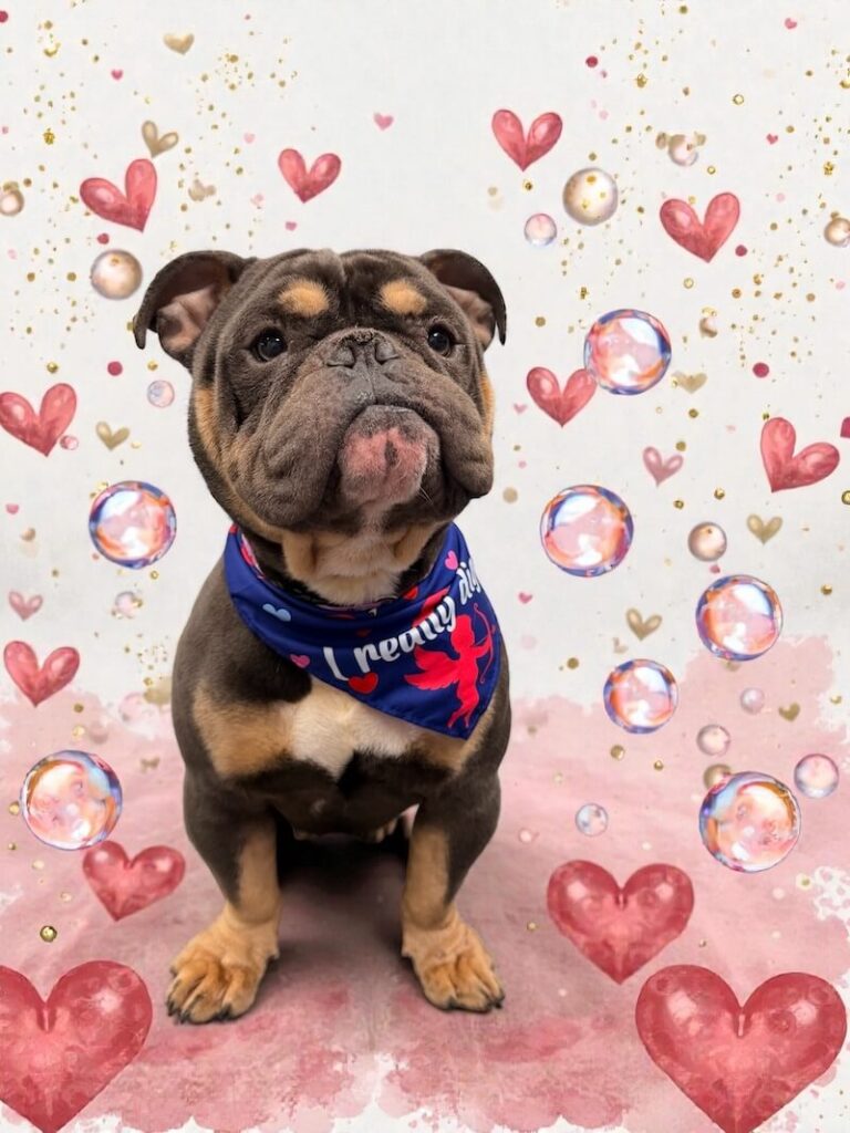 well-groomed dog surrounded by a pink watercolor design with hearts