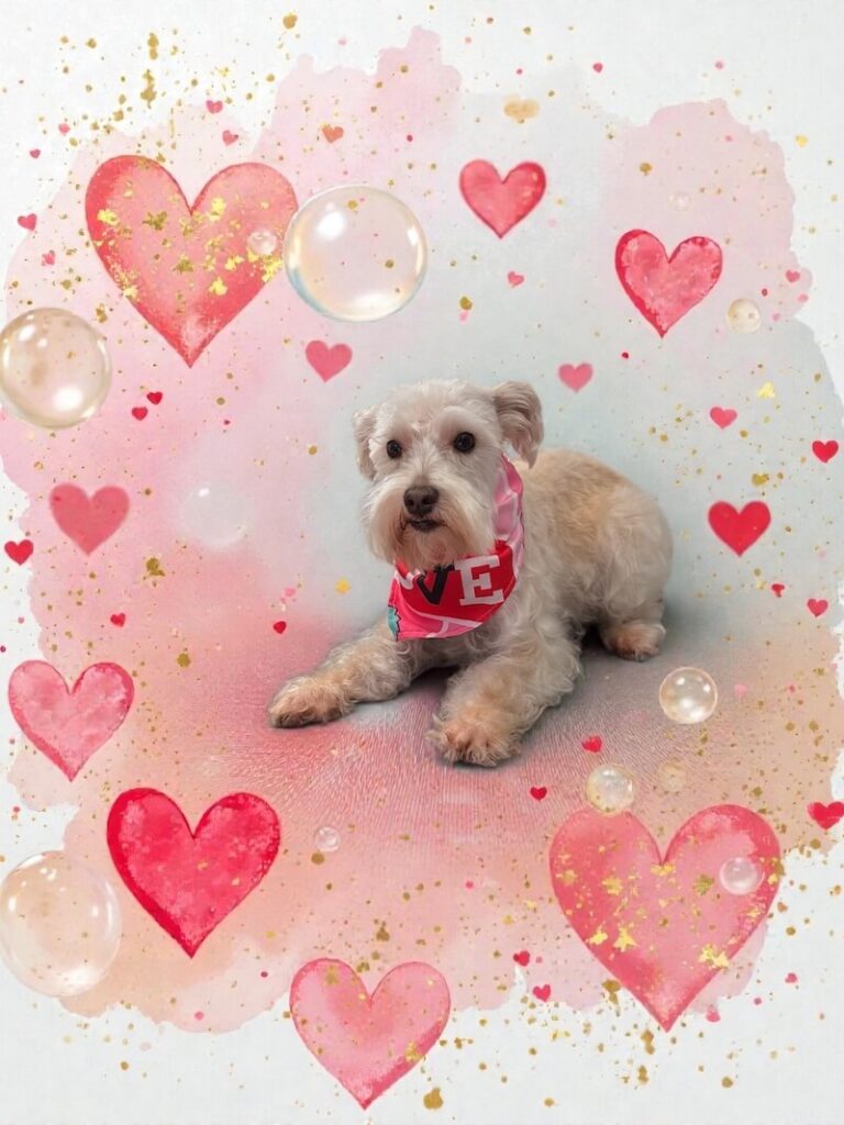 well-groomed dog surrounded by a pink watercolor design with hearts