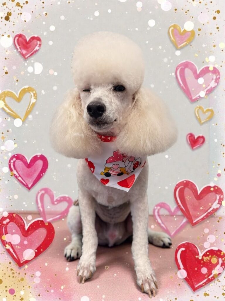well-groomed dog surrounded by a pink watercolor design with hearts