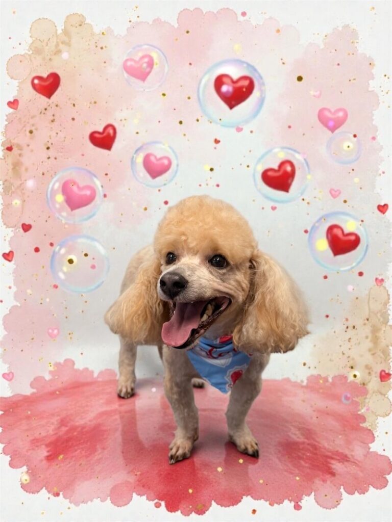 well-groomed dog surrounded by a pink watercolor design with hearts