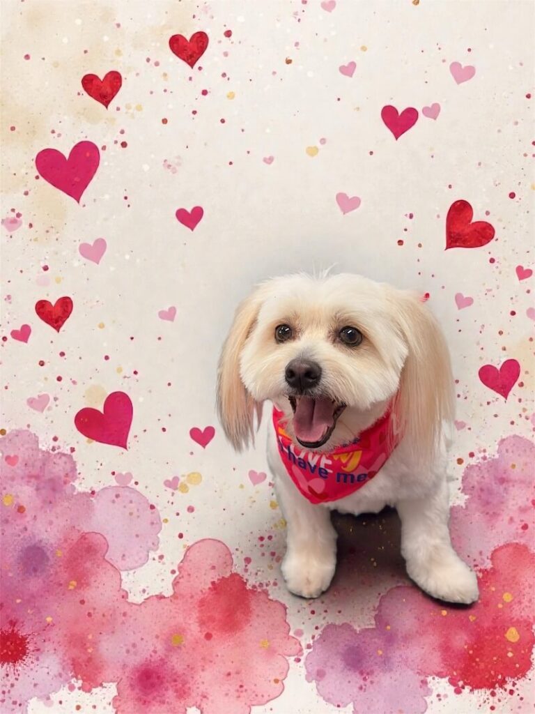 well-groomed dog surrounded by a pink watercolor design with hearts