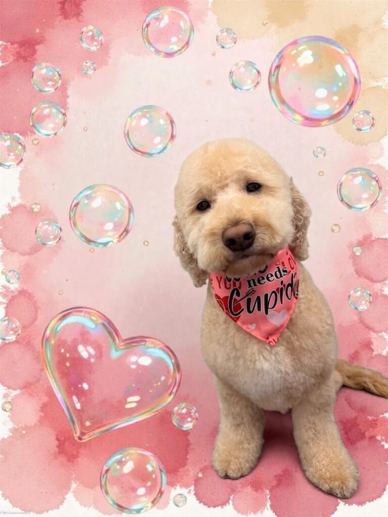 well-groomed dog surrounded by a pink watercolor design with hearts
