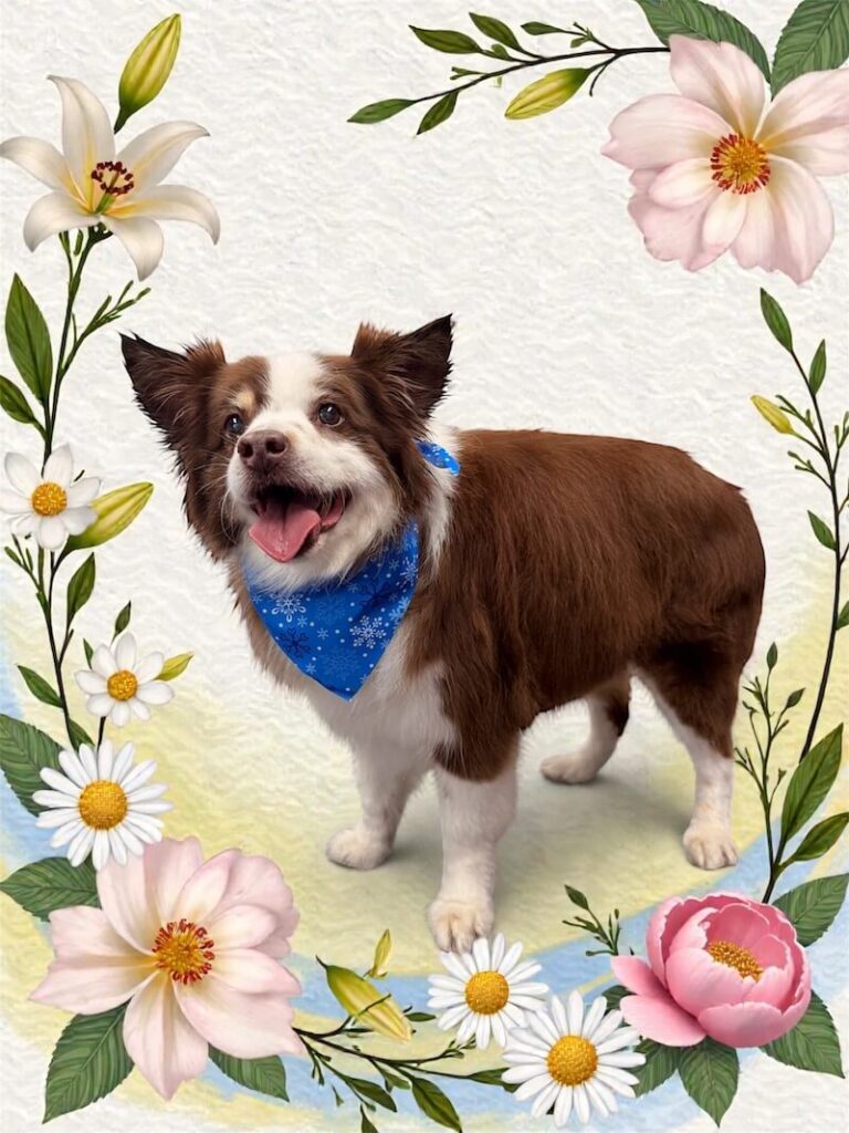well-groomed dog surrounded by a floral design