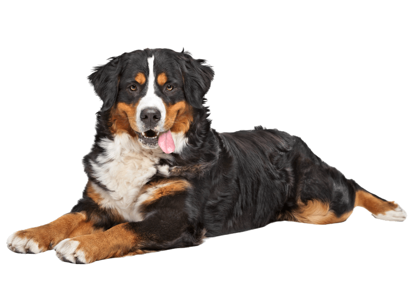 happy bernese mountain dog lying down