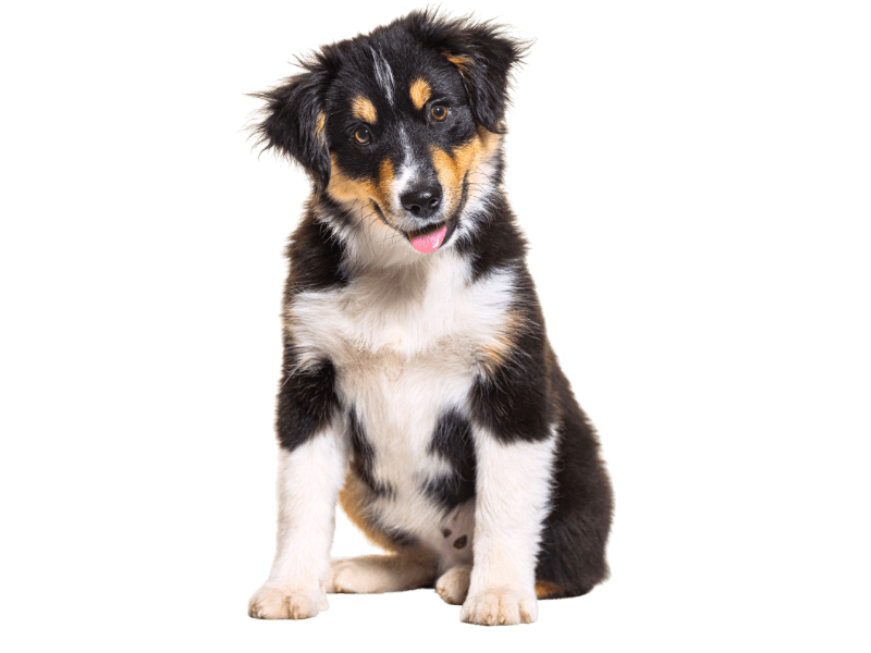 happy miniature american shepherd puppy