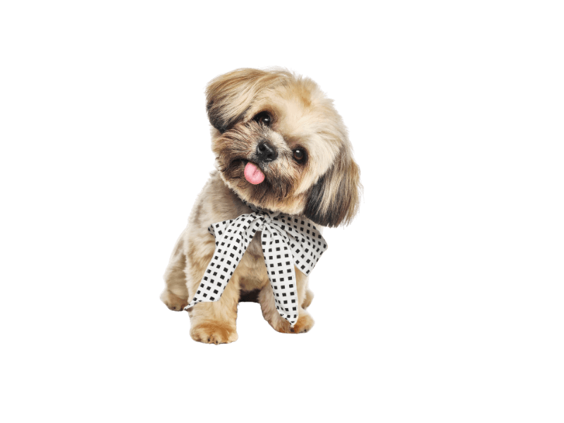 small yorkie dog wearing a black and white bow