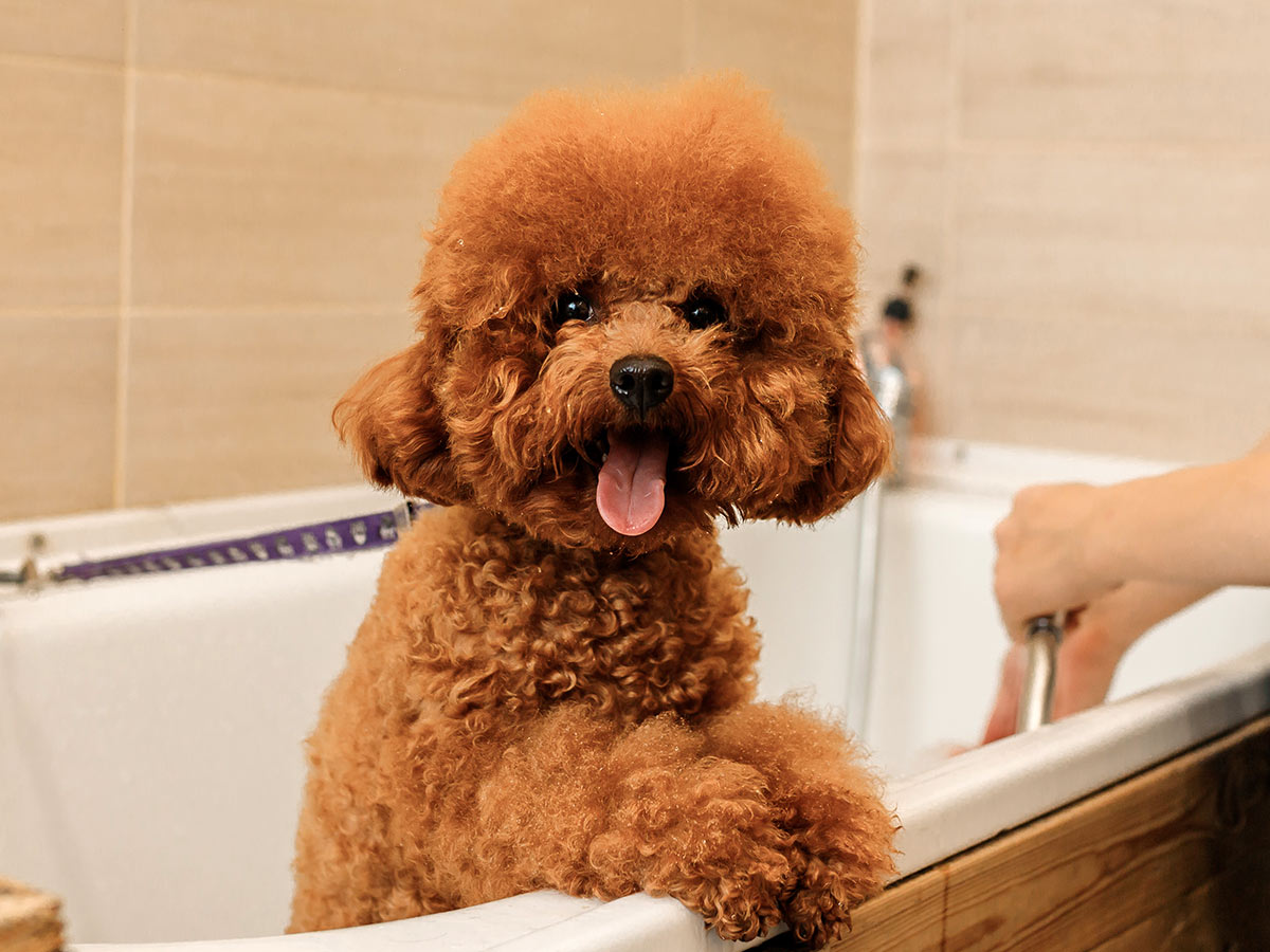 tortoiseshell cat nuzzling someone's hand
