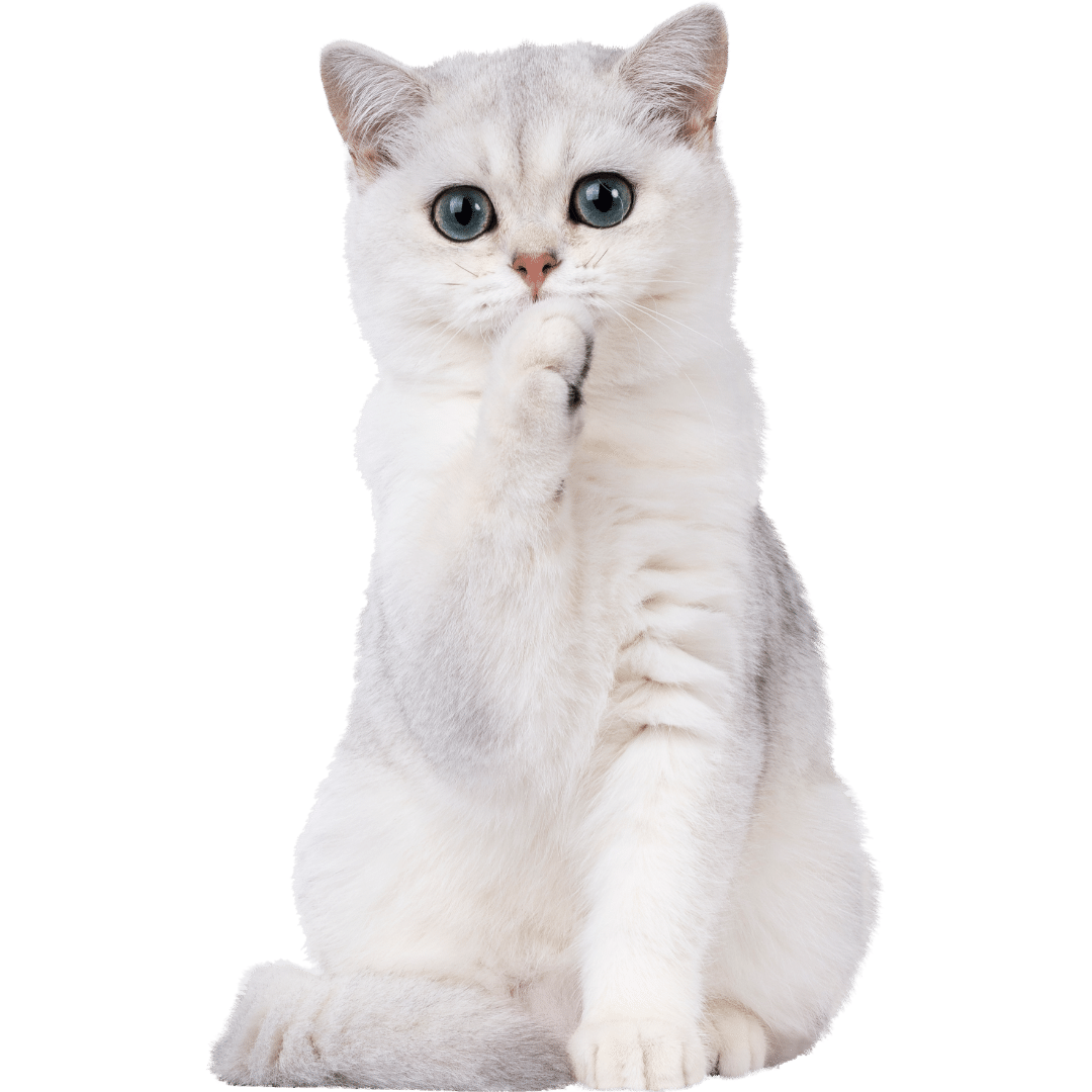A white cat
