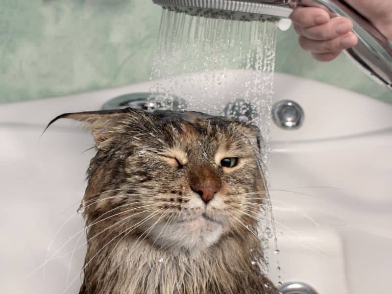 Cat Bathing and Conditioning
