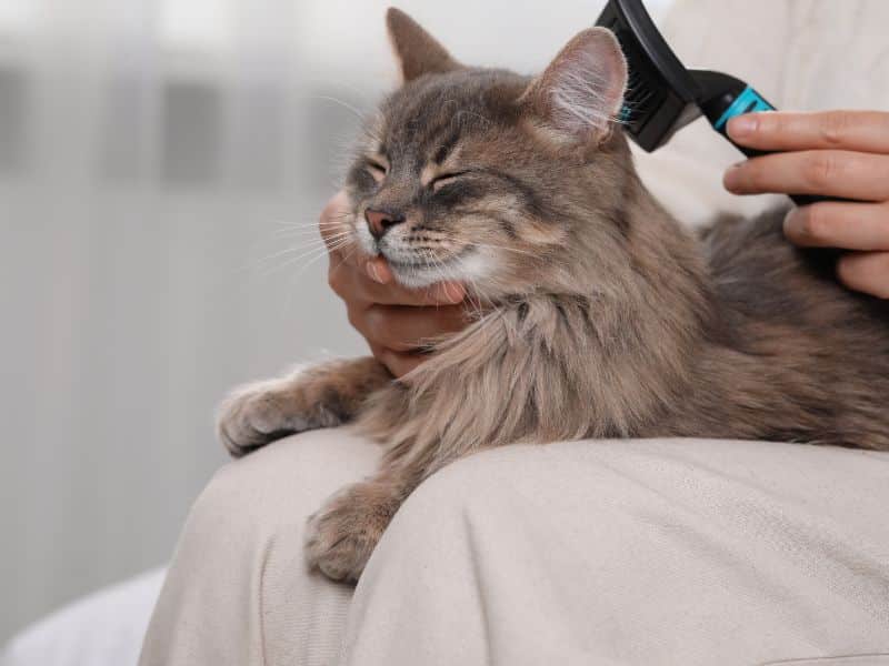 Cat Coat Brushing