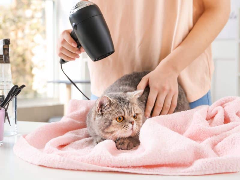Cat Gentle Blow Drying