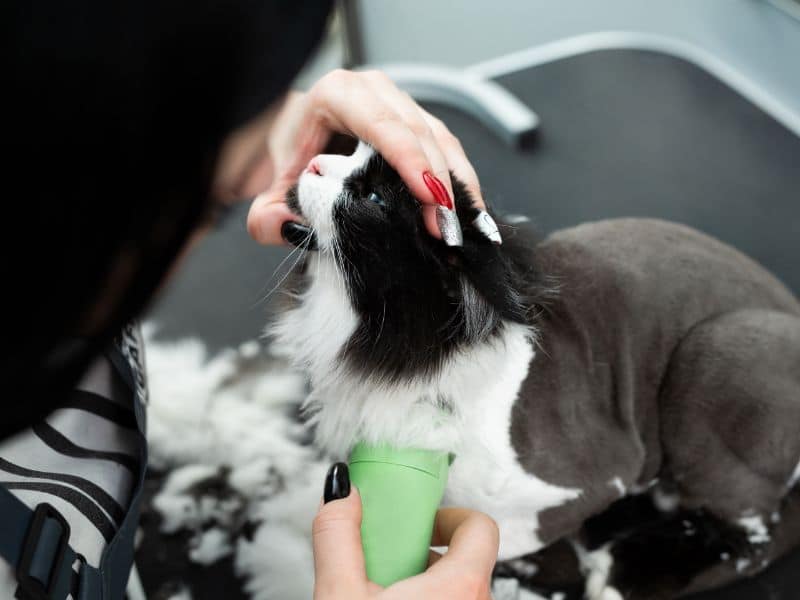 Cat Haircuts