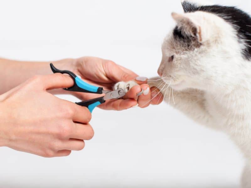 Cat Nail Trimming