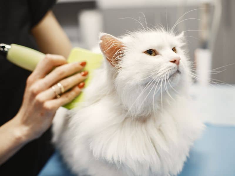 Cat grooming